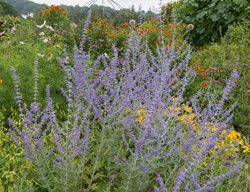 Blue Spire Russian Sage, Tall Russian Sage, Purple Flowers
Shutterstock.com
New York, NY