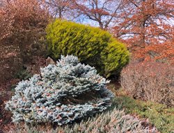 Blue Spruce And Gold Breath Of Heaven
Garden Design
Calimesa, CA