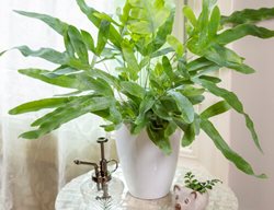 Blue Star Fern, Phlebodium Aureum
Proven Winners
Sycamore, IL