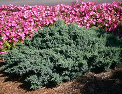 Blue Star Juniper, Evergreen Conifer
Millette Photomedia
