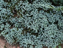Blue Star Singleseed Juniper, Blue Star Juniper, Evergreen Shrub
Spring Meadow Nursery
Grand Haven, MI