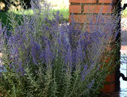 Blue Steel Russian Sage, Perovskia Blue Steel
Ball Horticultural Company
Chicago, IL