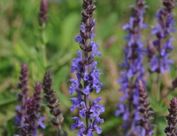 Blue Steel Russian Sage, Petrovskia Atriplicifolia
Millette Photomedia
