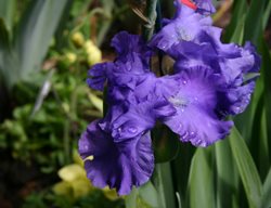 Blue Suede Shoes Iris, Iris Germanica, Blue Iris Flower
Millette Photomedia
