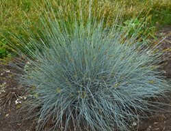 Blue Whiskers Grass, Blue Fescue, Festuca Glauca
Proven Winners
Sycamore, IL