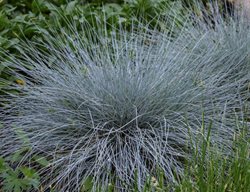Blue Whiskers Ornamental Grass, Festuca Glauca, Blue Grass
Walters Gardens
