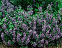 Blue Wonder Catmint, Nepeta Racemose
Alamy Stock Photo
Brooklyn, NY