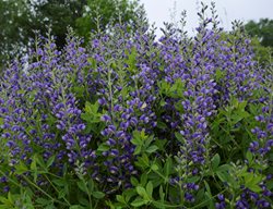 Blueberry Sundae Baptisia, Baptisia Hybrid, Purple Flowers
Proven Winners
Sycamore, IL