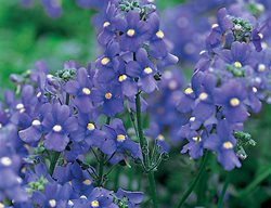 Bluebird Nemesia, Nemesia Fruticans
Proven Winners
Sycamore, IL