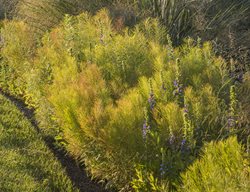 Bluestar, Amsonia Hubrichtii
Jonathan Alderson Landscape Architects Inc.
Wayne, PA