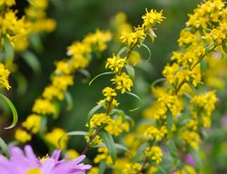 Bluestem Goldenrod, Blue Stemmed Goldenrod, Solidago Caesia
Alamy Stock Photo
Brooklyn, NY