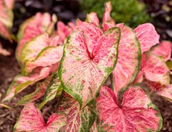 Blushing Bride Caladium, Caladium Hortulanum
Proven Winners
Sycamore, IL