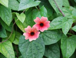 Blushing Susie Black-Eyed Susan Vine, Thunbergia Vine
Millette Photomedia

