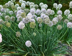 Bobblehead Allium, Allium Hybrid
Proven Winners
Sycamore, IL