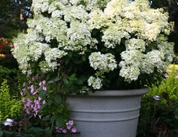 Bobo Hydrangea, Hydrangea Paniculata, White Hydrangea
Proven Winners
Sycamore, IL