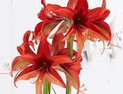 Bogota Amaryllis, Orange Flower, Amaryllis Flower
Garden Design
Calimesa, CA