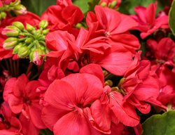 Boldly Coral Geranium, Interspecific Geranium, Pelargonium Interspecific
Proven Winners
Sycamore, IL