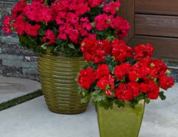 Boldly Dark Red Geranium In Container, Geraniums In Pots
Proven Winners
Sycamore, IL