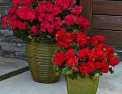 Boldly Dark Red Geranium, Pelargonium
Proven Winners
Sycamore, IL