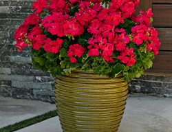 Boldly Hot Pink Geranium, Pelargonium Plant
Proven Winners
Sycamore, IL