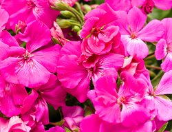 Boldly Lavender Rose Geranium, Pelargonium Interspecific, Pink Geranium
Proven Winners
Sycamore, IL
