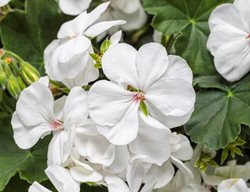 Boldly White Geranium, Pelargonium Interspecific, White Geranium
Proven Winners
Sycamore, IL