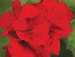 Boldy Dark Red Geranium, Pelargonium Interspecific, Red Geranium
Proven Winners
Sycamore, IL
