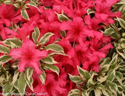 Bollywood Azalea, Red Flower, Variegated Leaves
Proven Winners
Sycamore, IL