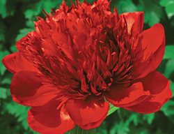 Bomb Peony, Red Charm
White Flower Farm
Litchfield, CT