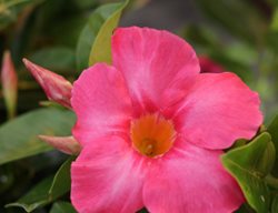 Bombshell Coral Pink Mandevilla, Vine With Pink Flowers
Proven Winners
Sycamore, IL