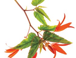 Bonfire Begonia, Hummingbirds
Storey Publishing
North Adams, MA