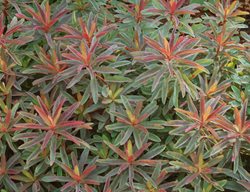 Bonfire Cusion Spurge, Euphorbia Polyanthemus
Proven Winners
Sycamore, IL