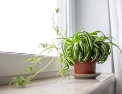 Bonnie Spider Plant, Chlorophytum Comosum 'bonnie'
Shutterstock.com
New York, NY