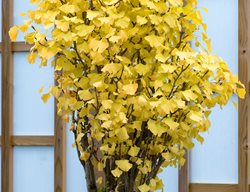 Bonsai, Biloba
Garden Design
Calimesa, CA