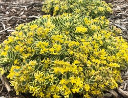 Boogie Woogie Sedum, Yellow Flowering Sedum, Ground Cover Sedum
Proven Winners
Sycamore, IL