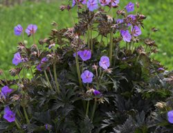 Boom Chocolatta Geranium, Hardy Geranium, Cranesbill Geranium
Proven Winners
Sycamore, IL