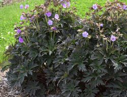 Boom Chocolatta Geranium, Hardy Geranium
Proven Winners
Sycamore, IL
