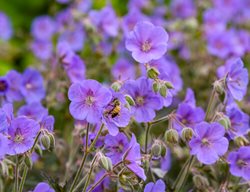 Boom Chocolatta Geranium With Bee
Proven Winners
Sycamore, IL