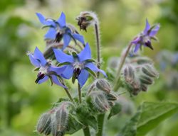Borage Flower, Borage Herb, Blue Flower
Shutterstock.com
New York, NY