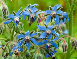 Borage Flowers, Blue Flowers
Garden Design
Calimesa, CA