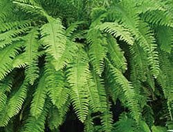 Boston Fern, Emerald Vase Boston Fern, Nephrolepis Exaltata
Proven Winners
Sycamore, IL