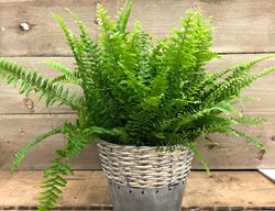 Boston Fern, Fern In Basket, Nephrolepsis Exaltata
Shutterstock.com
New York, NY