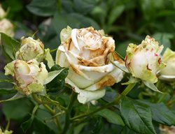 Botrytis Blight On Roses, Fungal Disease On Roses
Shutterstock.com
New York, NY