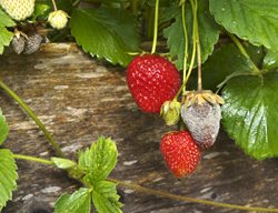 Botrytis Blight On Strawberries
Shutterstock.com
New York, NY