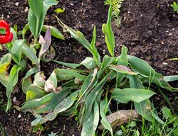 Botrytis On Tulips, Botrytis Tulipae
Shutterstock.com
New York, NY