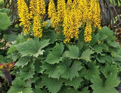 'bottle Rocket' Ligularia, Ligularia Hybrid
Proven Winners
Sycamore, IL