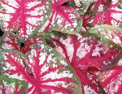 Bottle Rocket, Red Veins, White, Green Borders
Proven Winners
Sycamore, IL