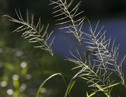 Bottlebrush, Woodland Plant
Larry Weaner Landscape Associates
Glenside, PA