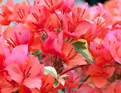 Bougainvillea, Bengal Orange, Variegated Foliage
Alamy Stock Photo
Brooklyn, NY