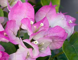 Bougainvillea, Imperial Delight, Pink And White Flower
Alamy Stock Photo
Brooklyn, NY